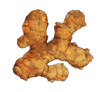 Ginger