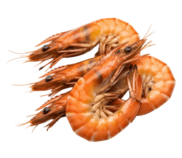 Prawn