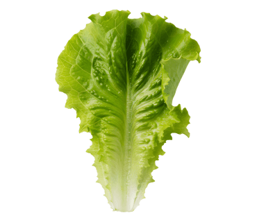 Lettuce