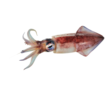 Squid