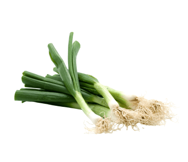 Spring Onion