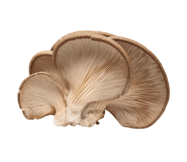 Oyster mushroom