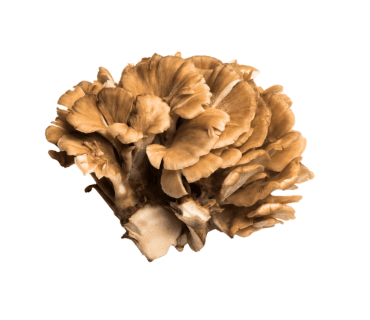 Maitake mushrooms