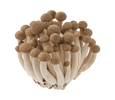 Shimeji mushrooms