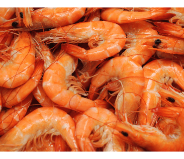 Shrimp