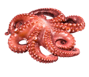 Octopus