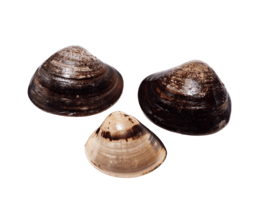 Clams